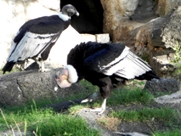 Free Andean Condors Pictures
