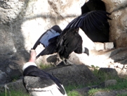 Free Andean Condors Pictures