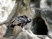 Free Andean Condors Pictures
