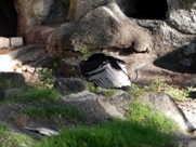 Free Andean Condors Pictures