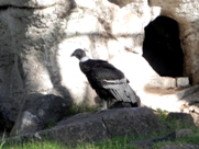 Free Andean Condors Pictures