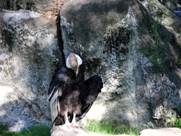 Free Andean Condors Pictures