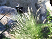 Free Andean Condors Pictures