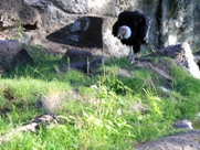 Free Andean Condors Pictures