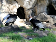 Free Andean Condors Pictures