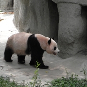 Free Giant Panda Pictures