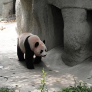 Free Giant Panda Pictures