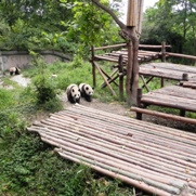 Free Giant Panda Pictures