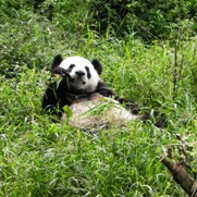 Free Giant Panda Pictures