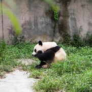 Free Giant Panda Pictures