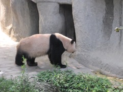 Free Giant Panda Pictures