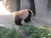 Free Giant Panda Pictures