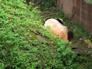 Free Giant Panda Pictures