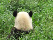 Free Giant Panda Pictures