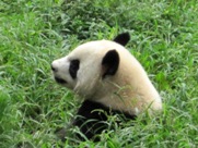 Free Giant Panda Pictures