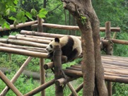 Free Giant Panda Pictures