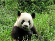 Free Giant Panda Pictures