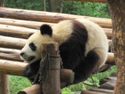 Free Giant Panda Pictures