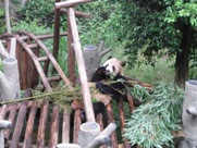 Free Giant Panda Pictures