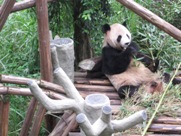 Free Giant Panda Pictures