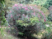 Free Guilin city park pictures