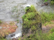 ree Iguacu Falls Pictures