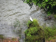 Free Iguacu Falls Pictures