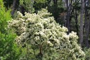 Free Isla Victoria Bariloche Pictures