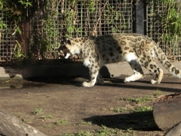 Free Leopards Pictures