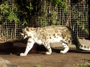 Free Leopards Pictures