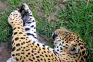 Free Leopards Pictures