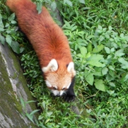 Free Red Panda Pictures