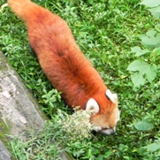 Free Red Panda Pictures