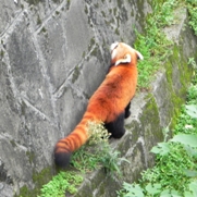 Free Red Panda Pictures