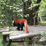 Free Red Panda Pictures