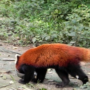 Free Red Panda Pictures