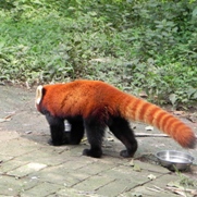 Free Red Panda Pictures