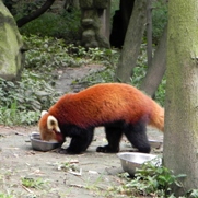 Free Red Panda Pictures
