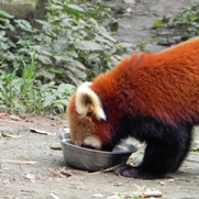 Free Red Panda Pictures
