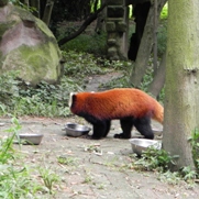 Free Red Panda Pictures