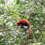 Free Red Panda Pictures