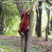 Free Red Panda Pictures