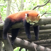 Free Red Panda Pictures