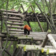 Free Red Panda Pictures