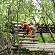 Free Red Panda Pictures
