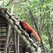 Free Red Panda Pictures
