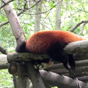 Free Red Panda Pictures
