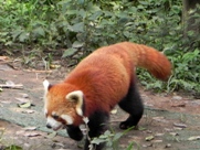 Free Red Panda Pictures