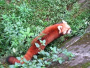 Free Red Panda Pictures