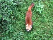 Free Red Panda Pictures